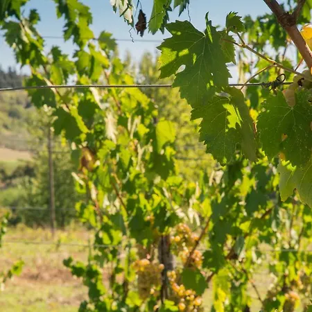 Κατάλυμα σε φάρμα Il Casolare Di Bucciano Σαν Τζιμινιάνο